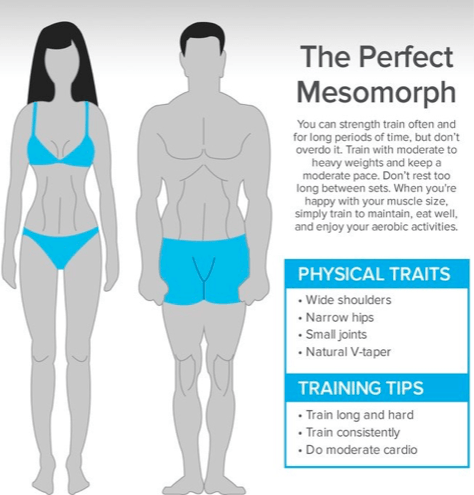 Mesomorph cardio 2025